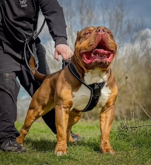BESTIA DOG SPORT GripPro Heavy Duty Harness - Serene