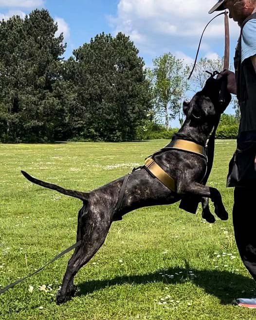 BESTIA DOG SPORT GripPro Heavy Duty Harness - Serene