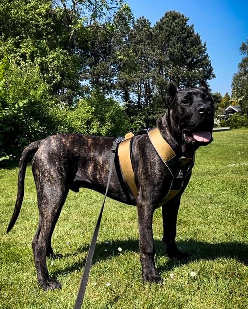 BESTIA DOG SPORT GripPro Heavy Duty Harness - Serene