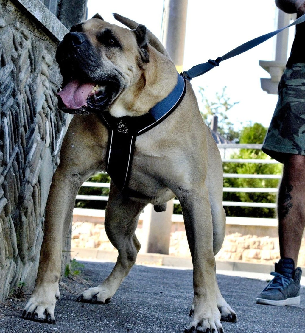 BESTIA DOG SPORT GripPro Heavy Duty Harness - Serene