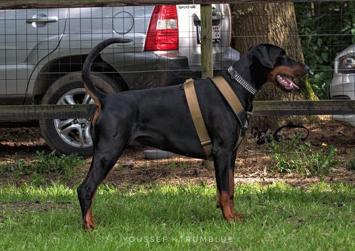 BESTIA DOG SPORT GripPro Heavy Duty Harness - Serene